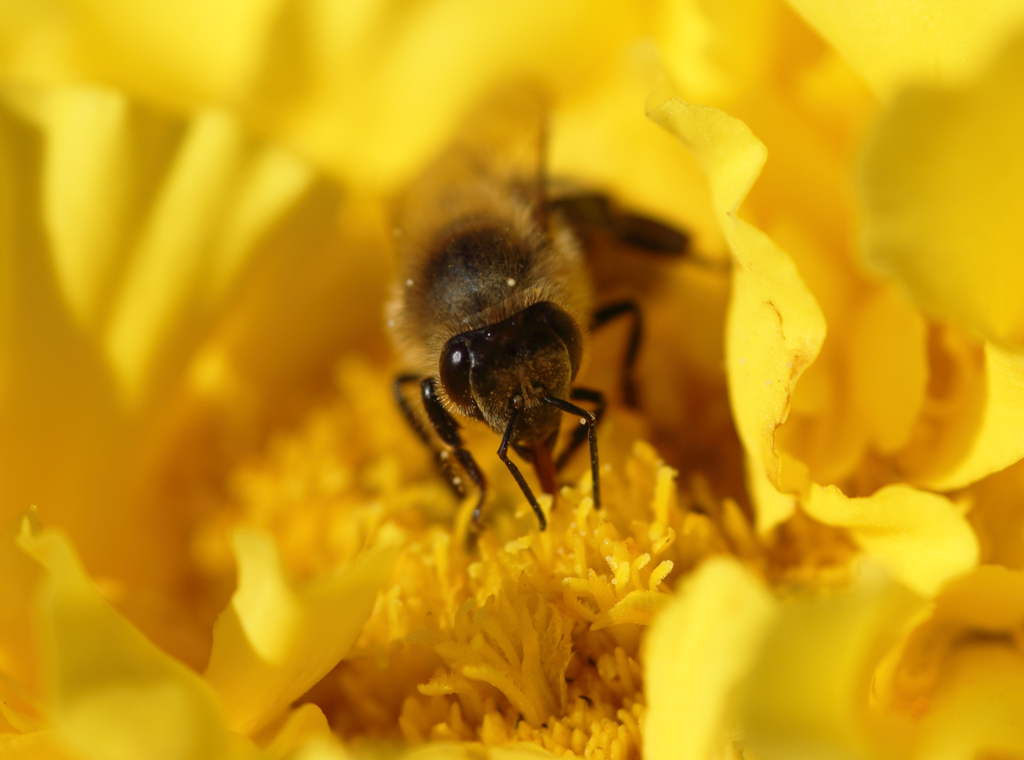 Abeille002